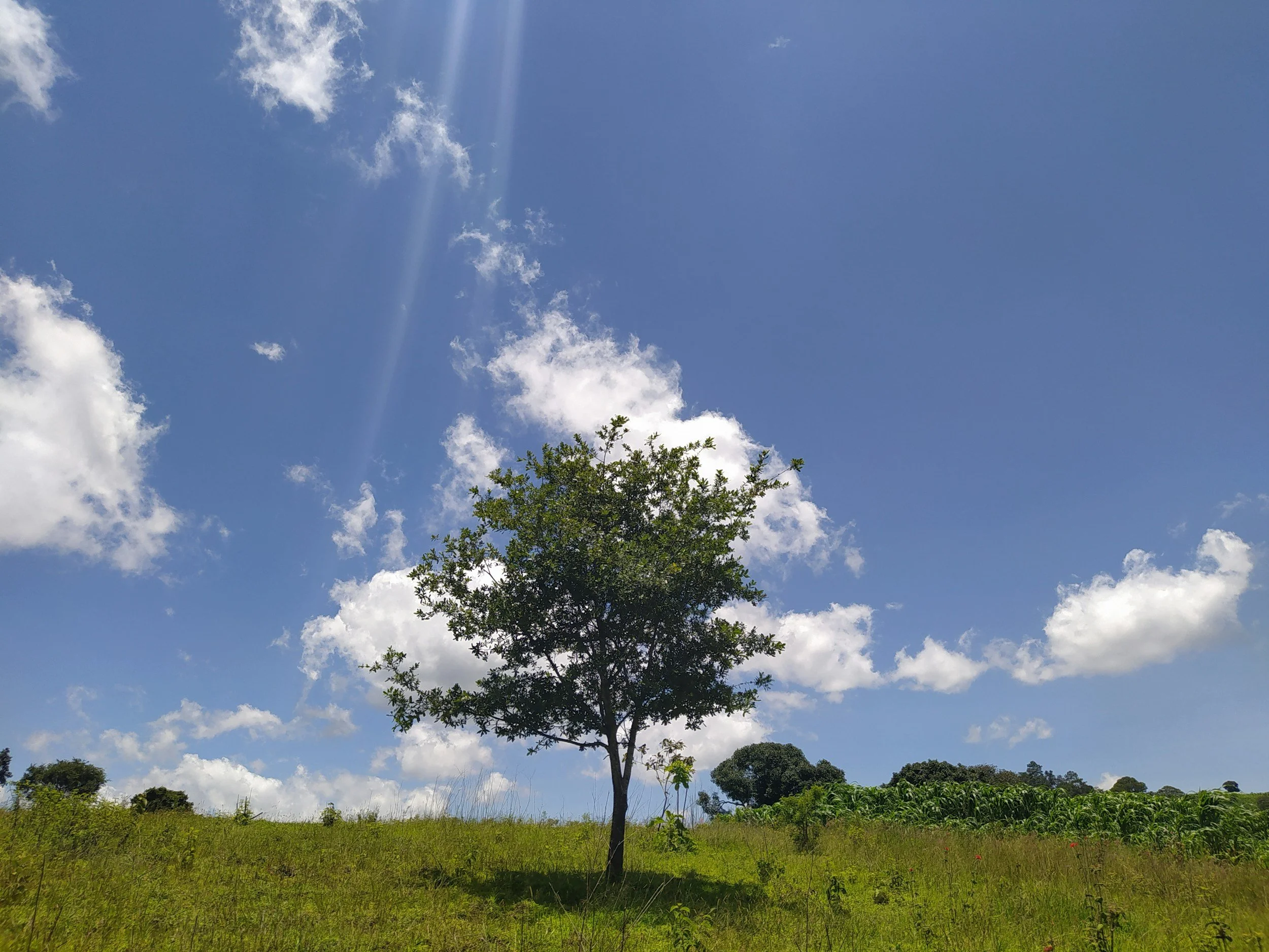 Trees of Hope