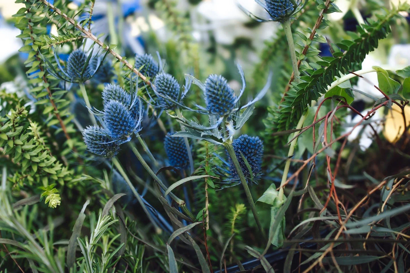 Did you know? Globe thistle or, Echinops Bannaticus, &lsquo;echios&rsquo; comes from the Greek for the word &ldquo;hedgehog&rdquo; and &lsquo;op&rsquo; for &ldquo;appearance&rdquo;, that seems explanatory enough, just look at these guys! The more you