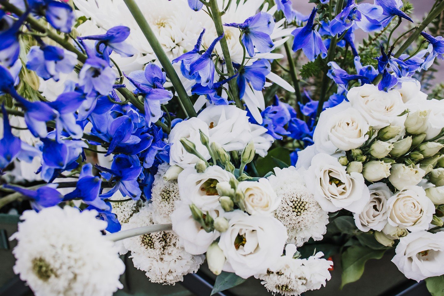 Did you know? Delphiniums were used in ancient Egypt to decorate mummies, especially for royalty 👑