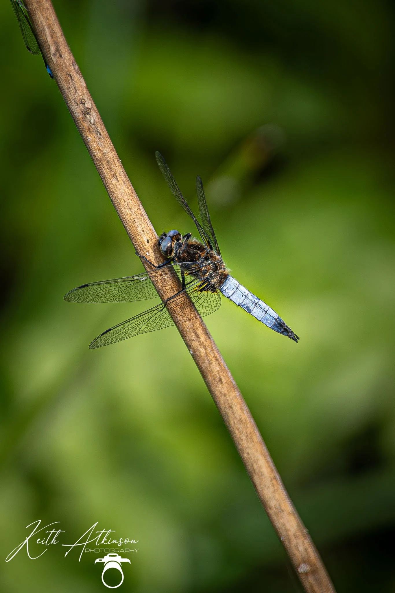 A close-up of a dragonfly perched on a brown, textured plant stem with a blurred green background.