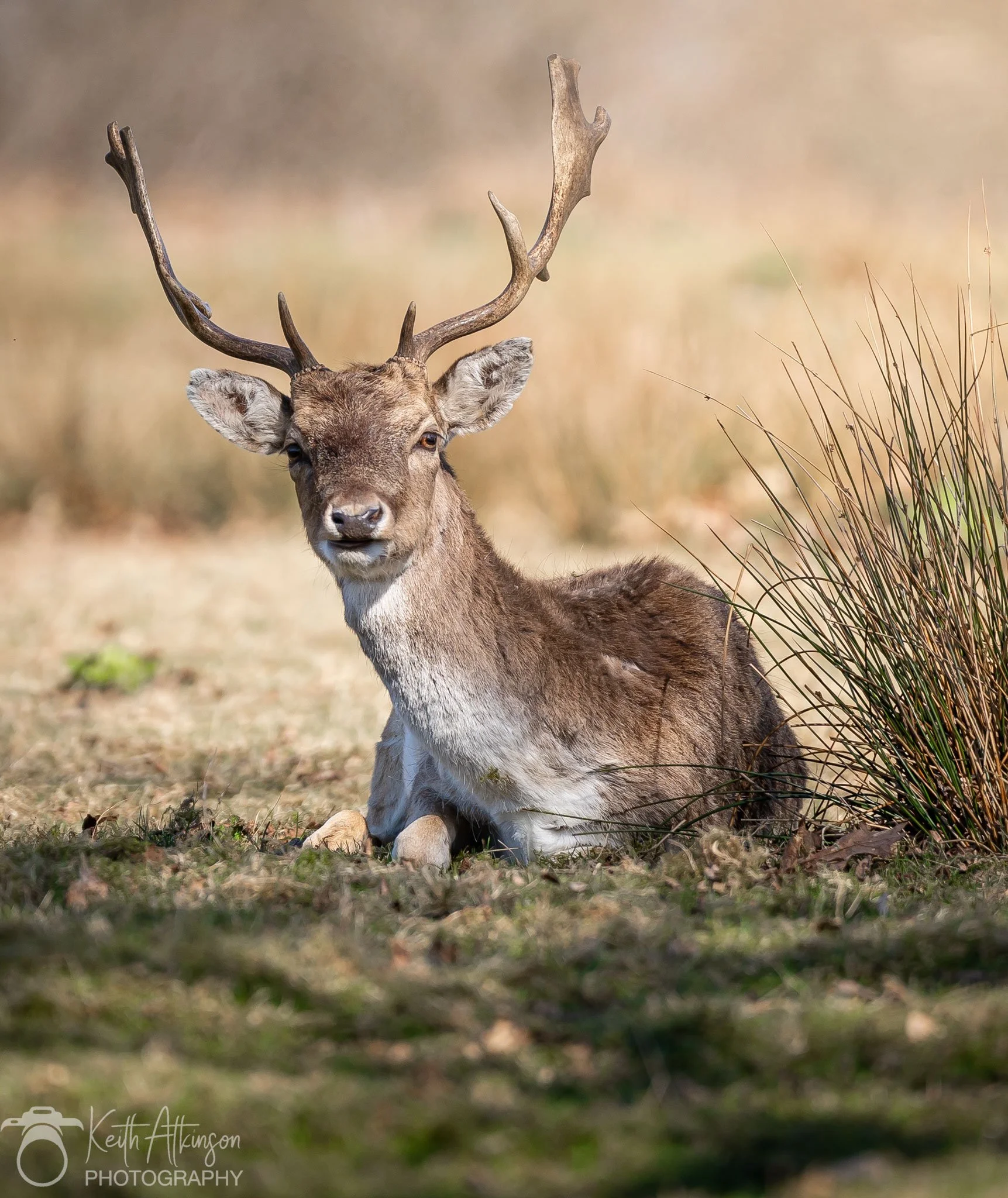 A sitting deer with antlers in a grassy field with dry grass and some green plants.