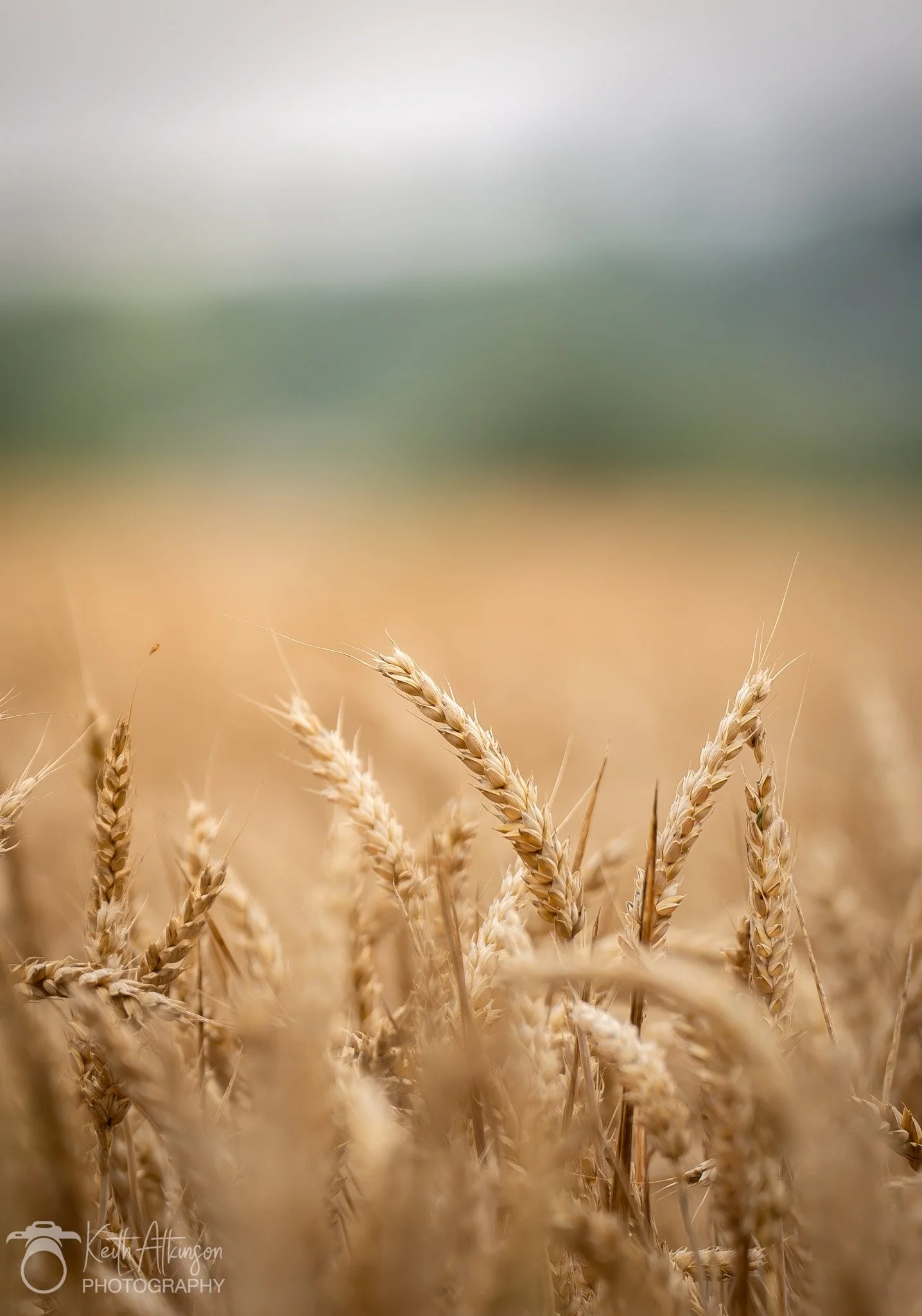 Close-up of ripe wheat stalks in a field with a blurred landscape in the background.