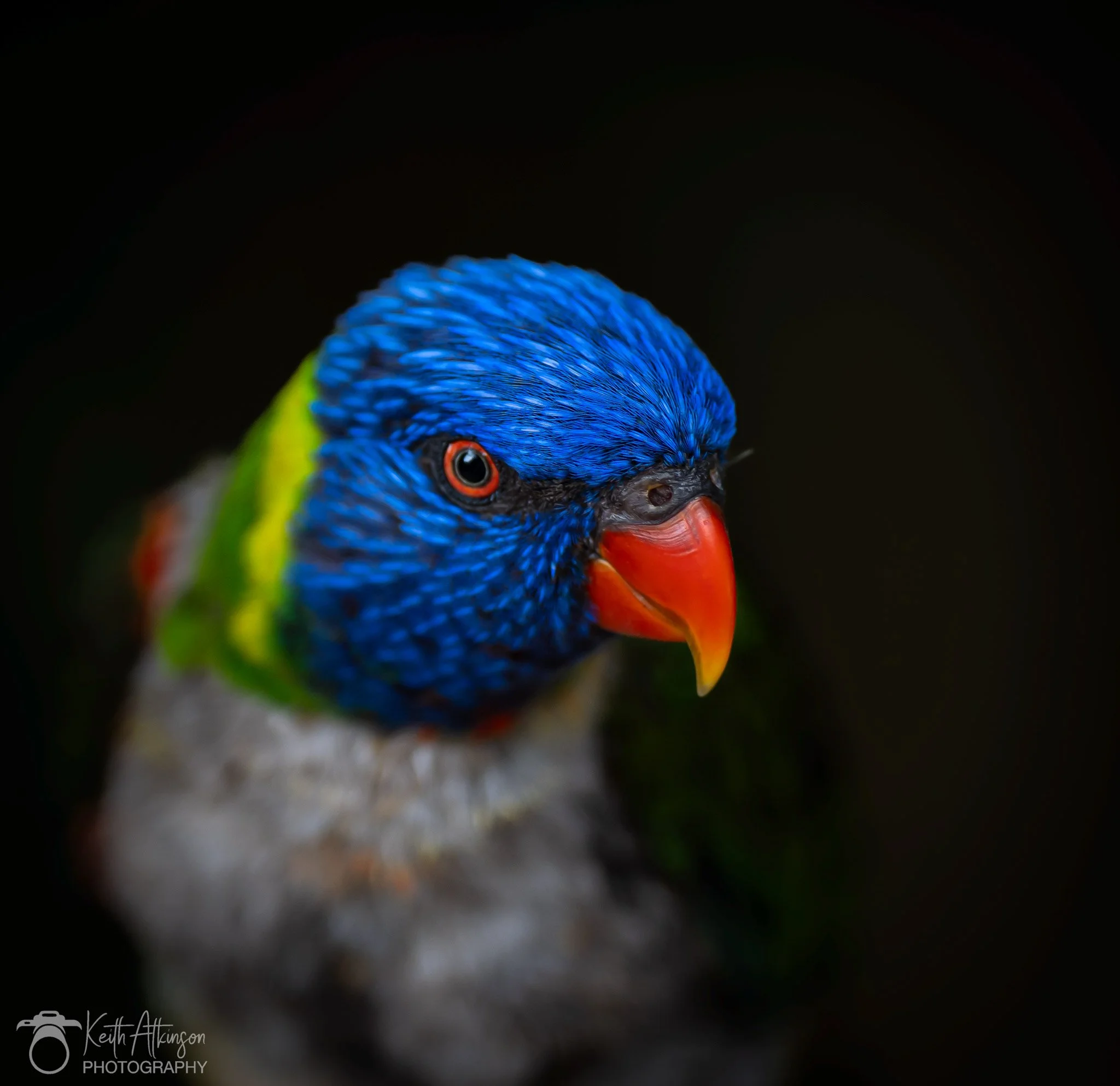 Close-up of a colorful bird with blue, green, gray, and orange feathers, and a bright orange beak.