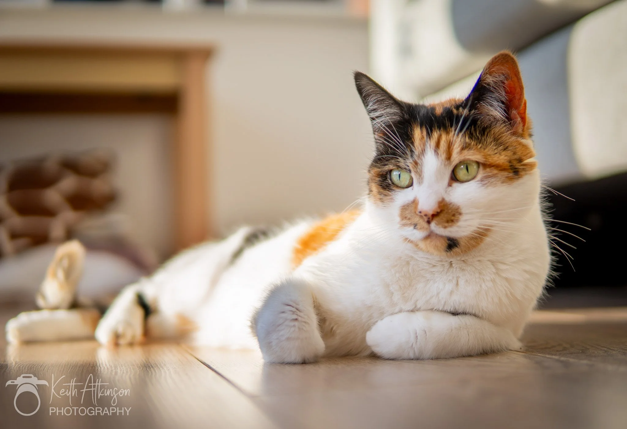 A calico cat with green eyes lying on a wooden floor, with a blurred background of furniture.