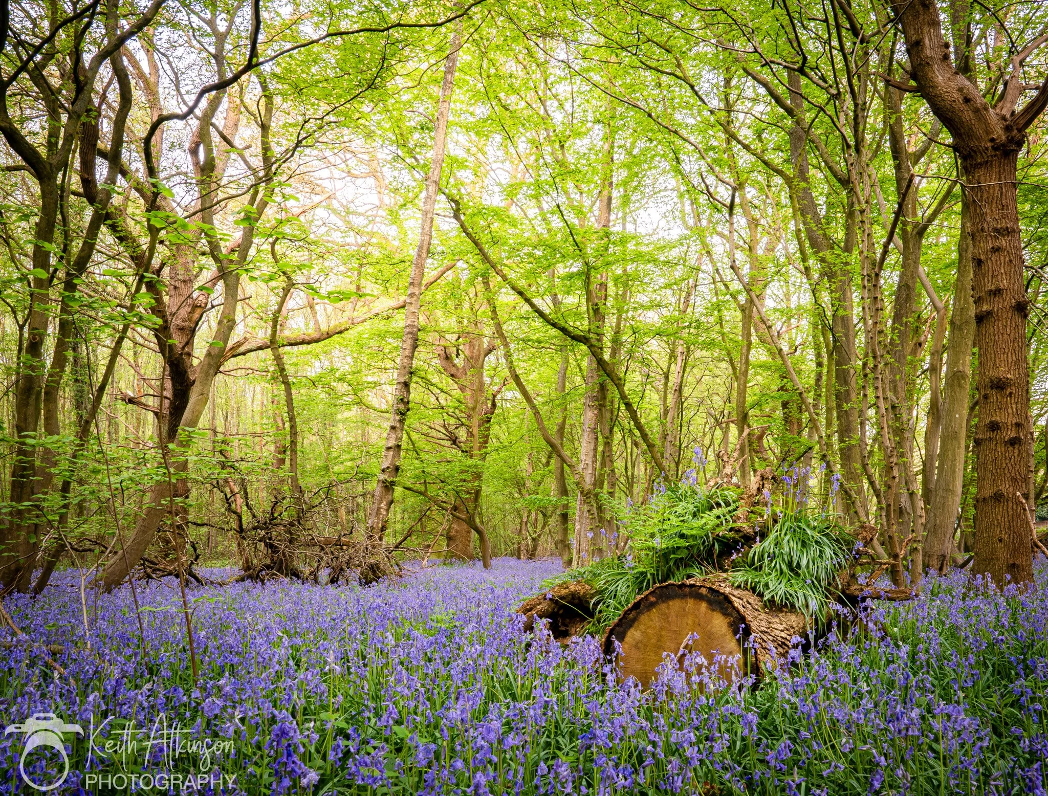 A wooded forest scene with lush green leaves and tall trees. The ground is covered with a blanket of purple flowers, and a fallen tree trunk with plants growing on it is in the foreground.