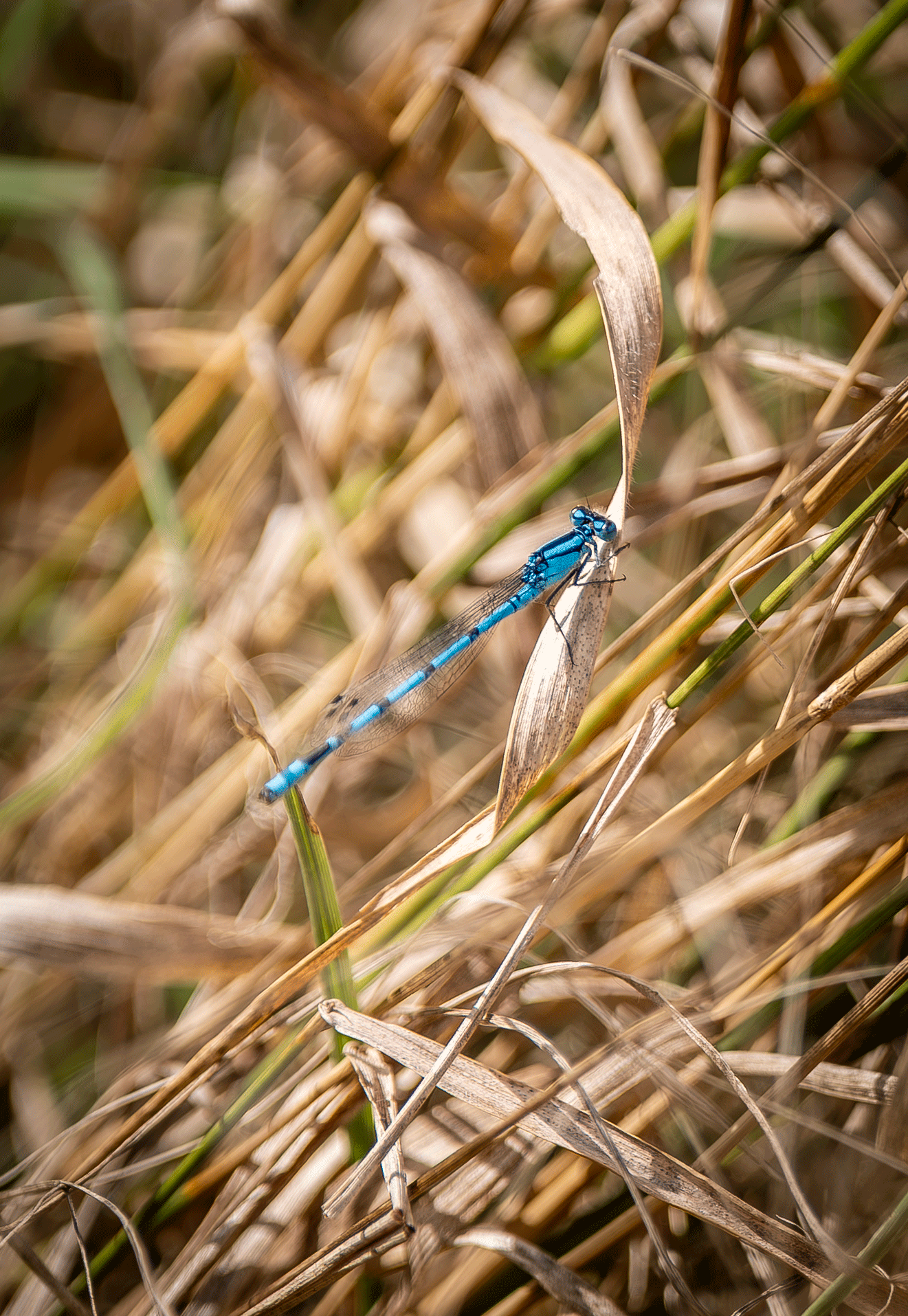 A blue damselfly perched on a dried grass stem in a field of brown and green dried grass.