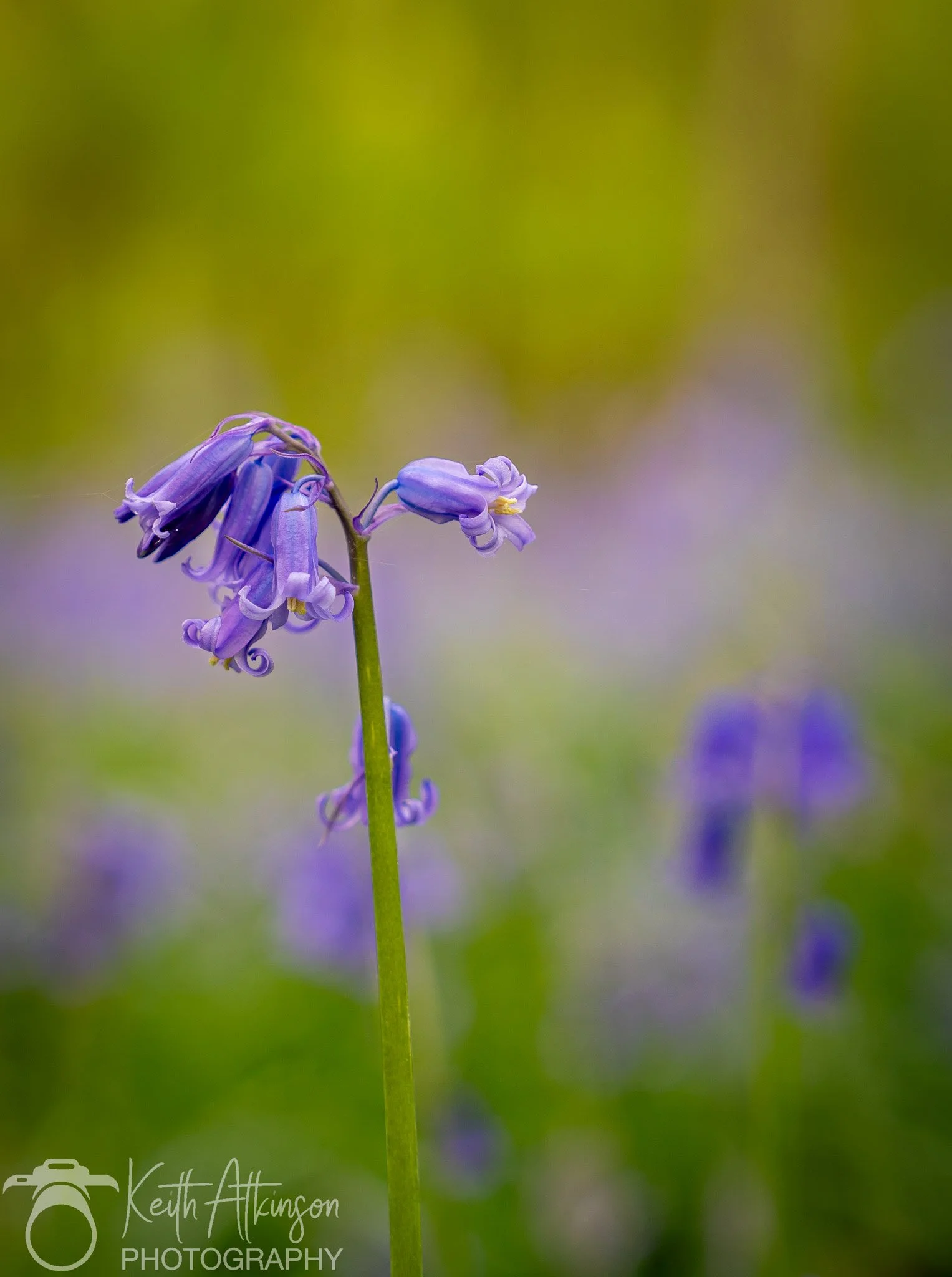 Close-up of a purple wildflower with curly petals, standing tall among blurred greenery and other similar flowers in the background.