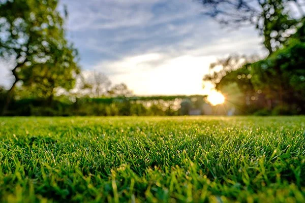 Simple Lawn Maintenance Tips for a Picture-Perfect Yard All Summer