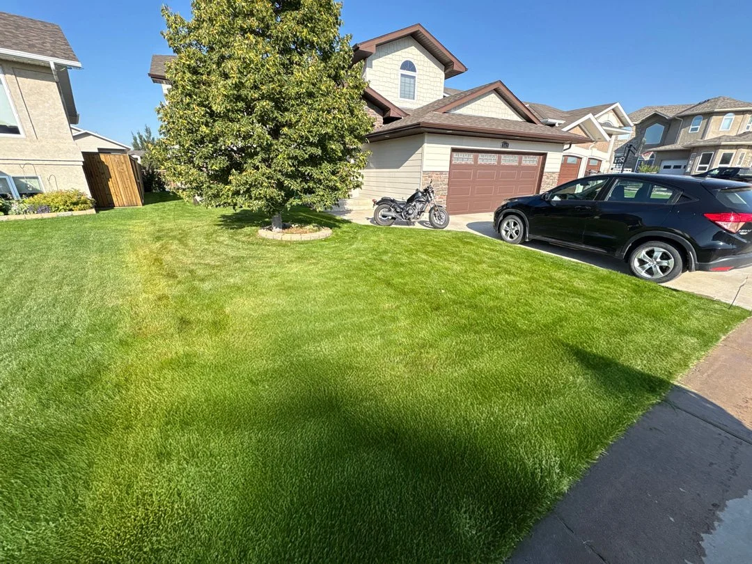 Why Grass Blends Work Better for Saskatchewan Lawns