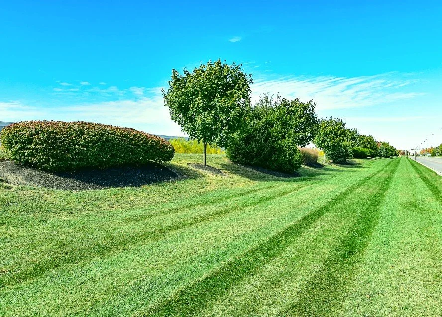 Why Commercial Lawn Care Is Different From Residential Lawn Care