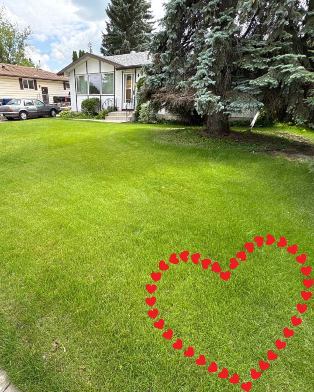 Strong roots. Greener grass. Lawn love that lasts. 💚
&mdash; Custom Lawn Care

#Localyxe #GreenGrass #BeMine