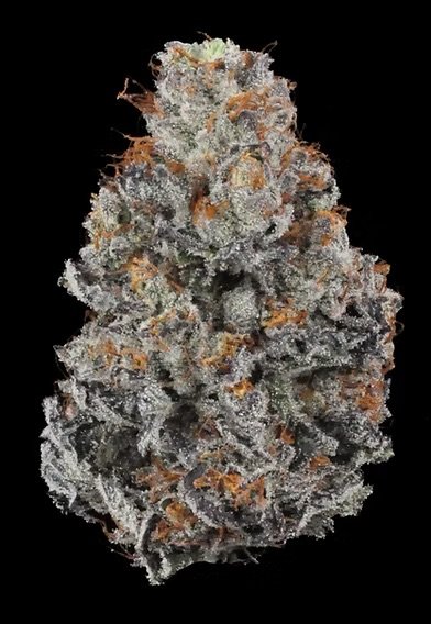 WHITE GANGSTER (1 LB)