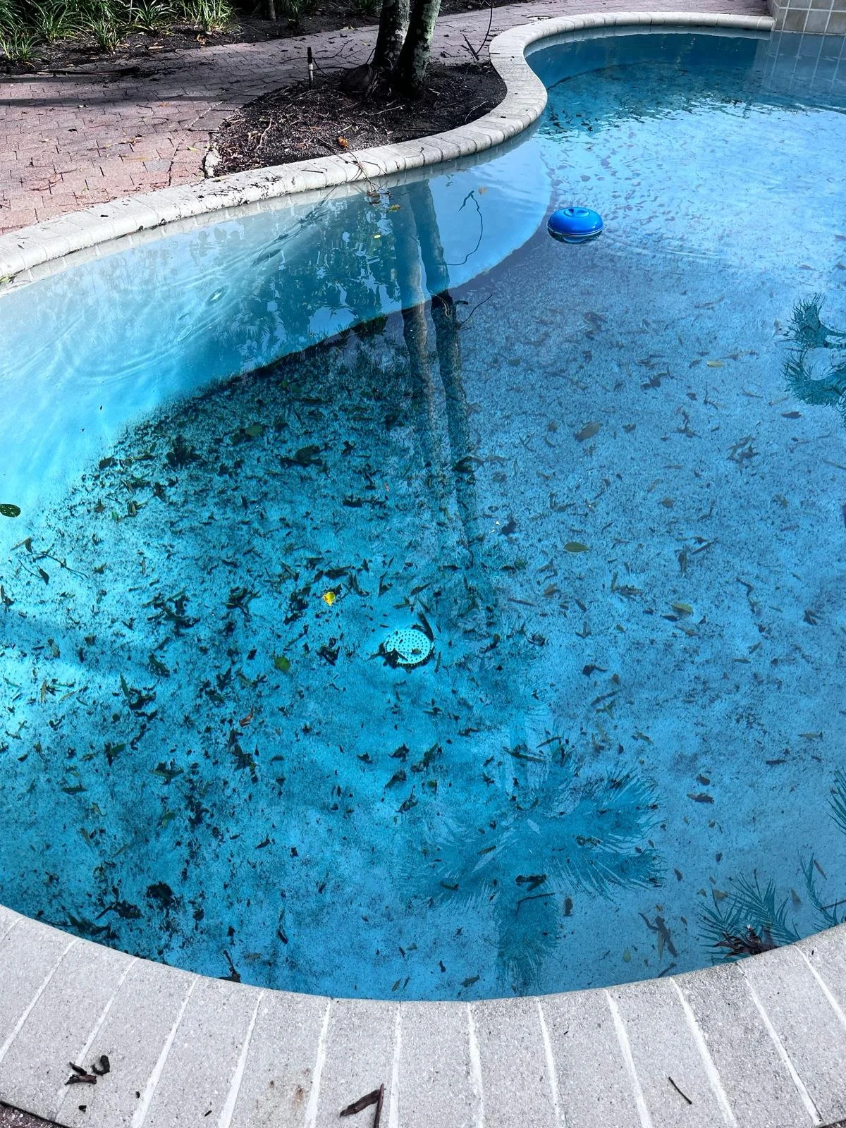 Why Does My Pool Turn Green After Heavy Rain in South Florida?