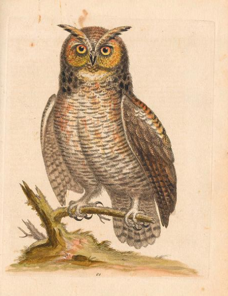 Giving a Hoot - Maisonneuve, 2024.