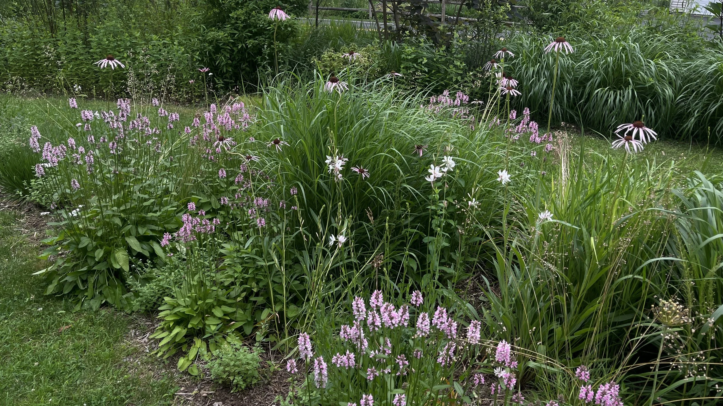 IMG_9131.JPEG
