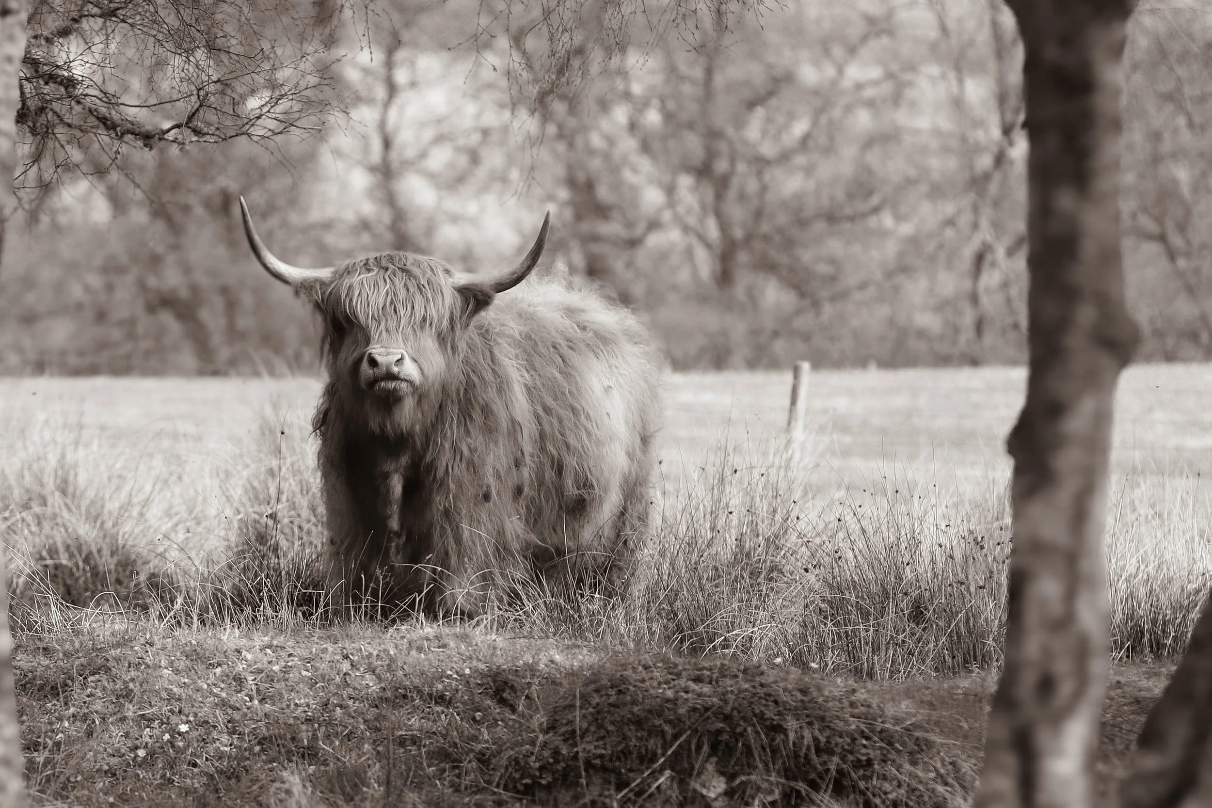 A Highland cow with long horns and shaggy fur standing in a grassy field with trees in the background.