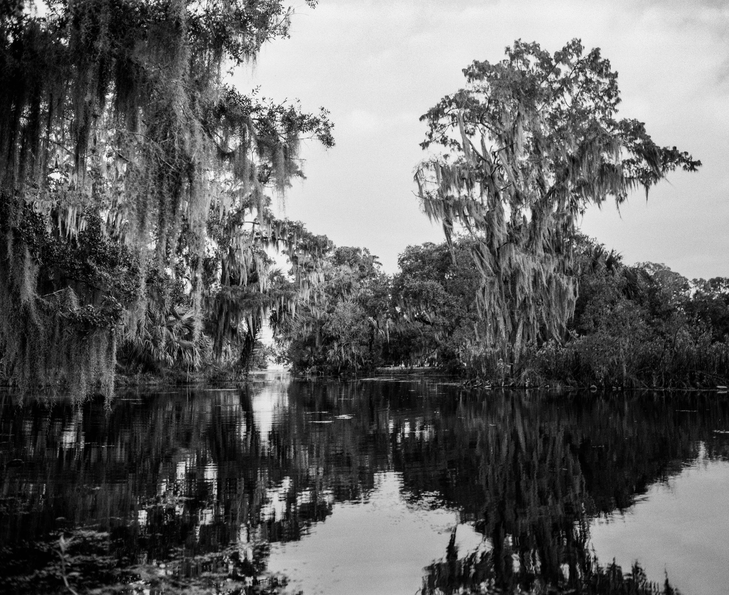 A black-and-white photo of a swamp with tall trees including cypress with Spanish moss hanging from their branches, mirrored in the water below.