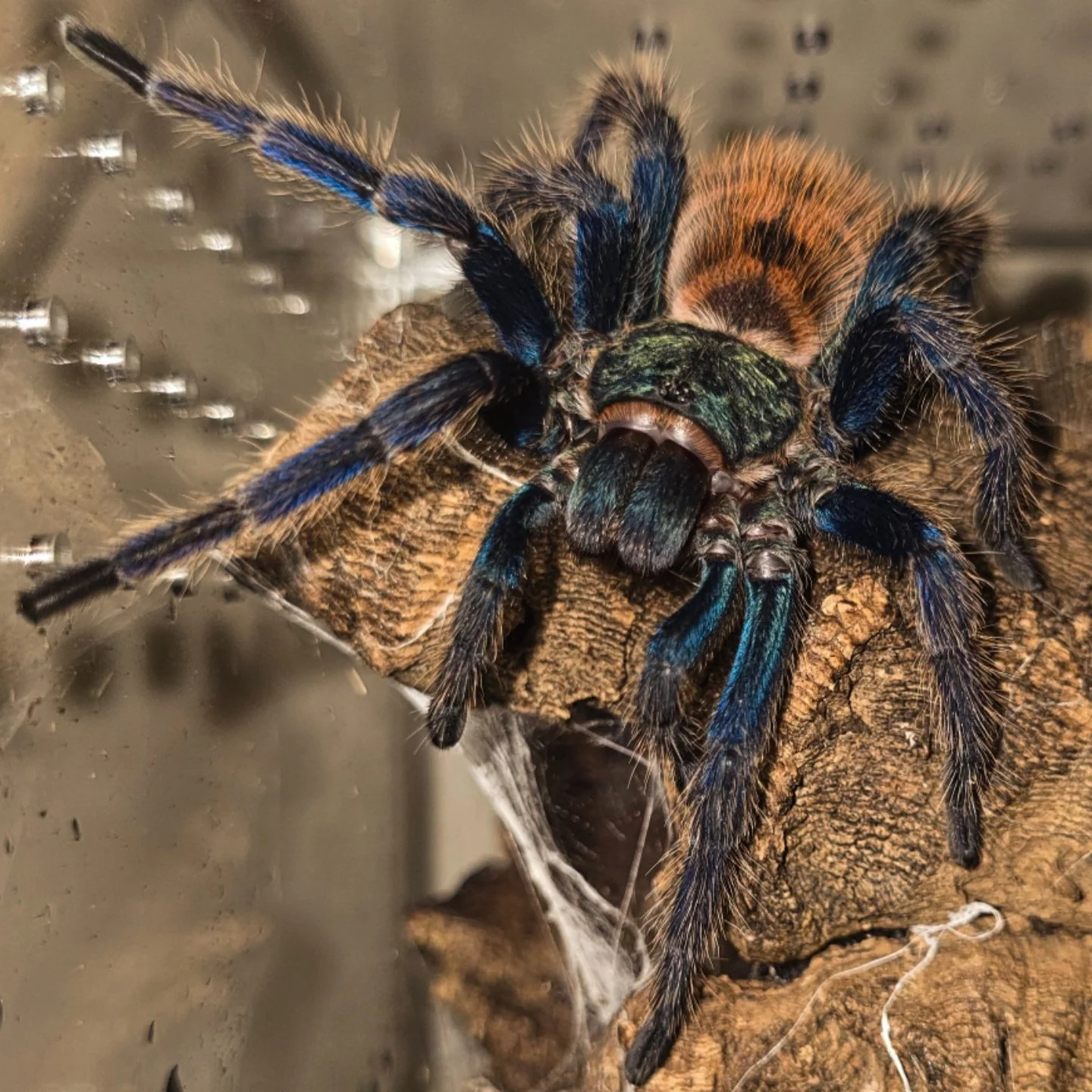 Close-up of a colorful tarantula spider with black, blue, orange, and green markings perched on a piece of wood near a glass surface. Green Bottle Blue Tarantula