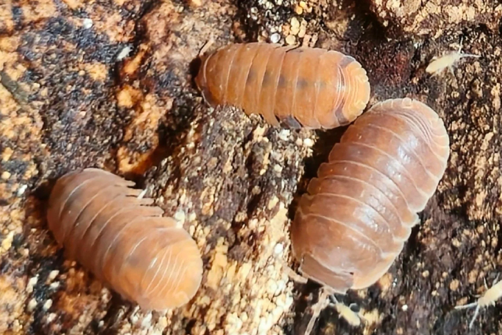 Anemone%2BIsopods.jpg