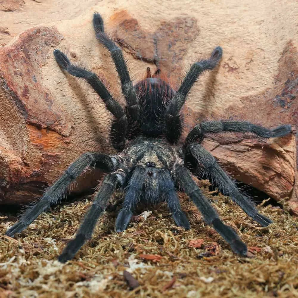 UG_Cuban_Bronze_Tarantula_5-1.jpg
