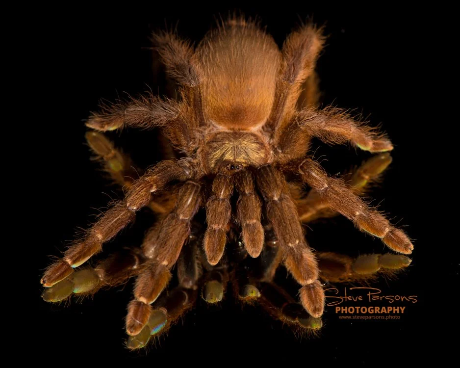 Psalmopoeus-reduncus-Costa-Rican-Orange-Mouth.jpg
