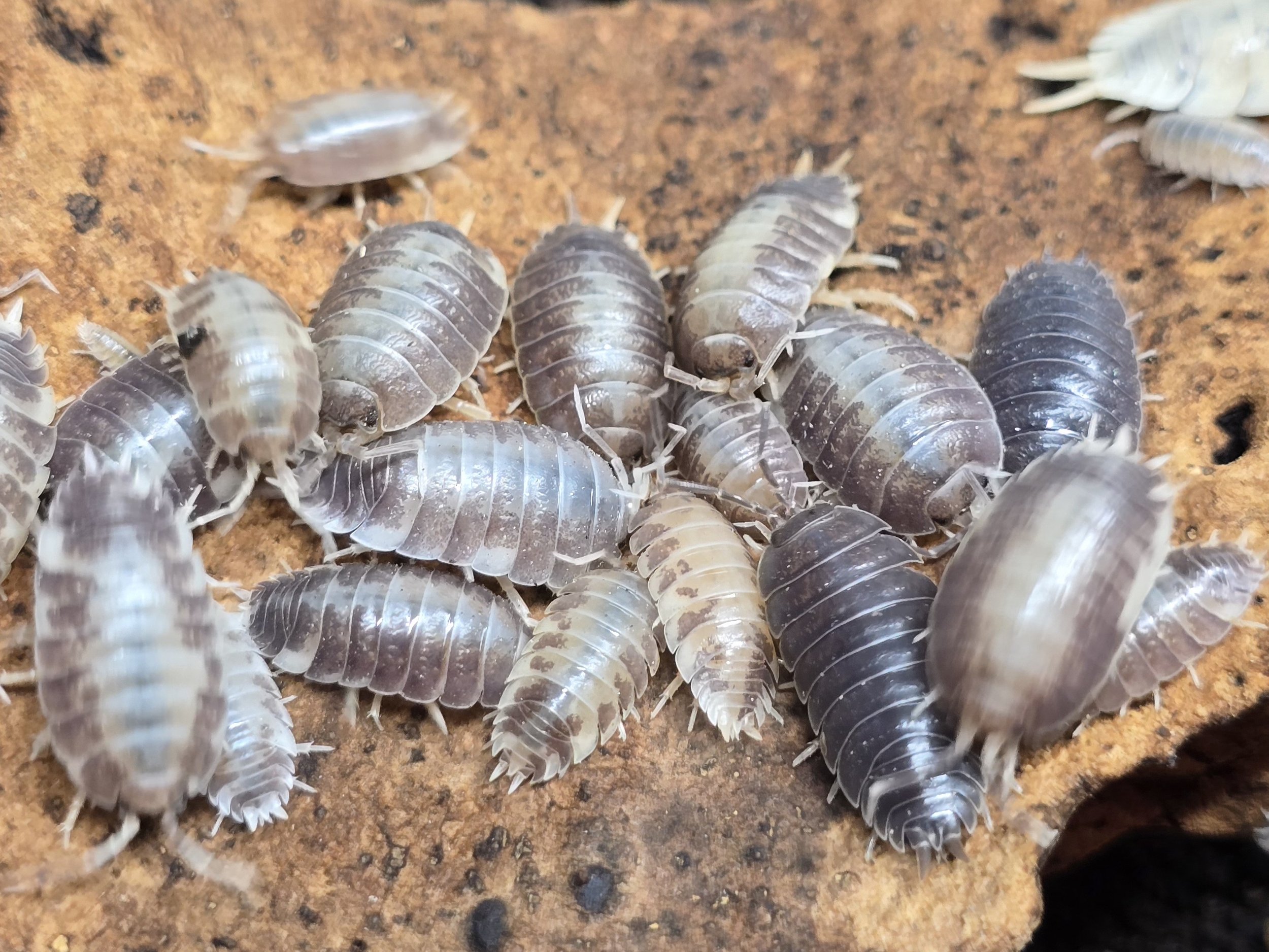 Mixed Laevis.jpg
