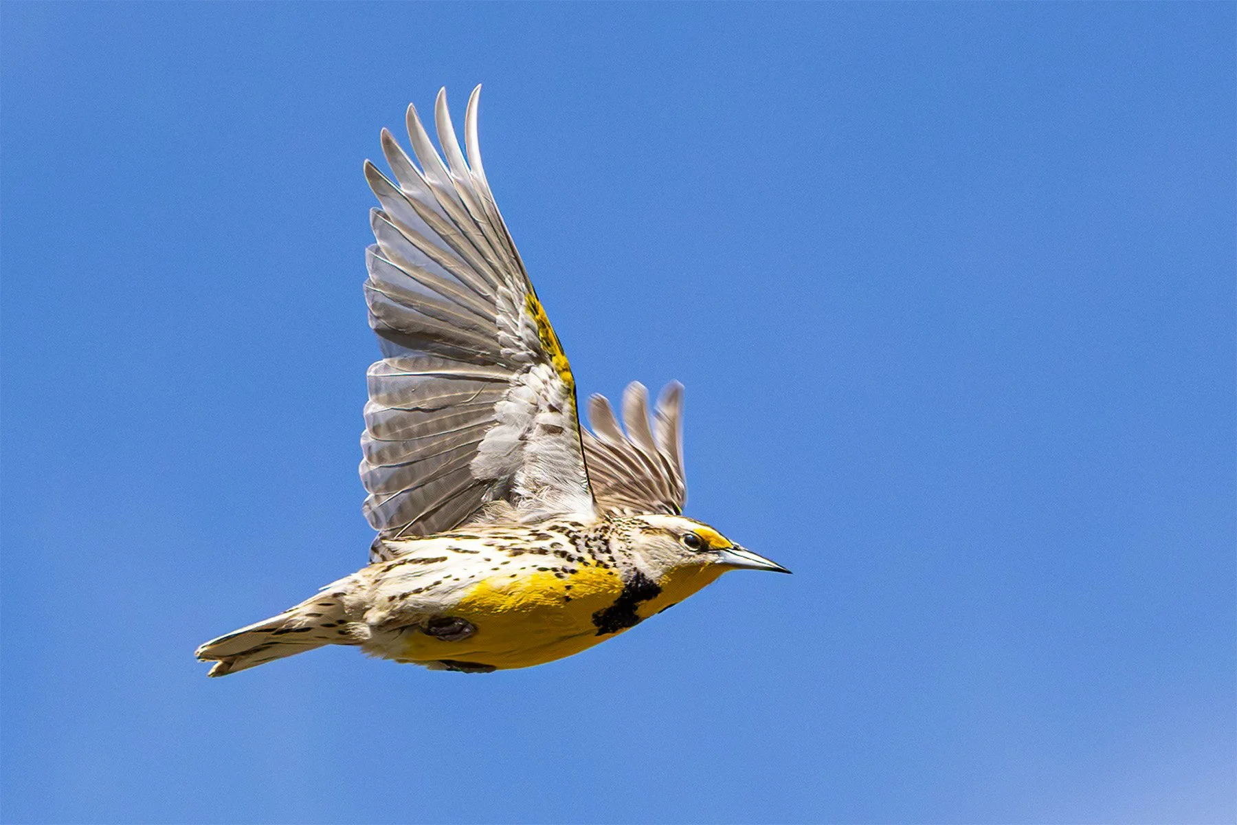 A Western Meadowlark flying in a clear blue sky with its wings spread wide.