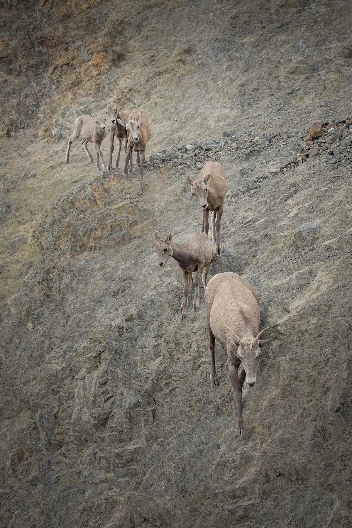 Group of mountain sheep walking down a rocky, steep slope of a mountain.