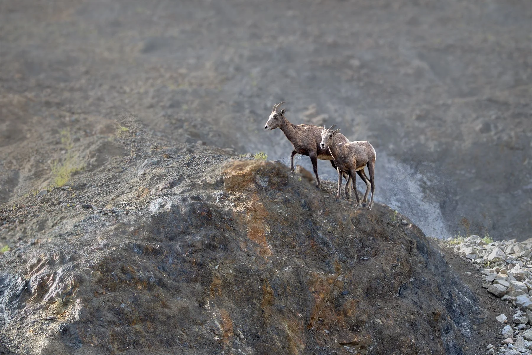 Two mountain sheep standing on a rocky hillside in a barren, rugged landscape.