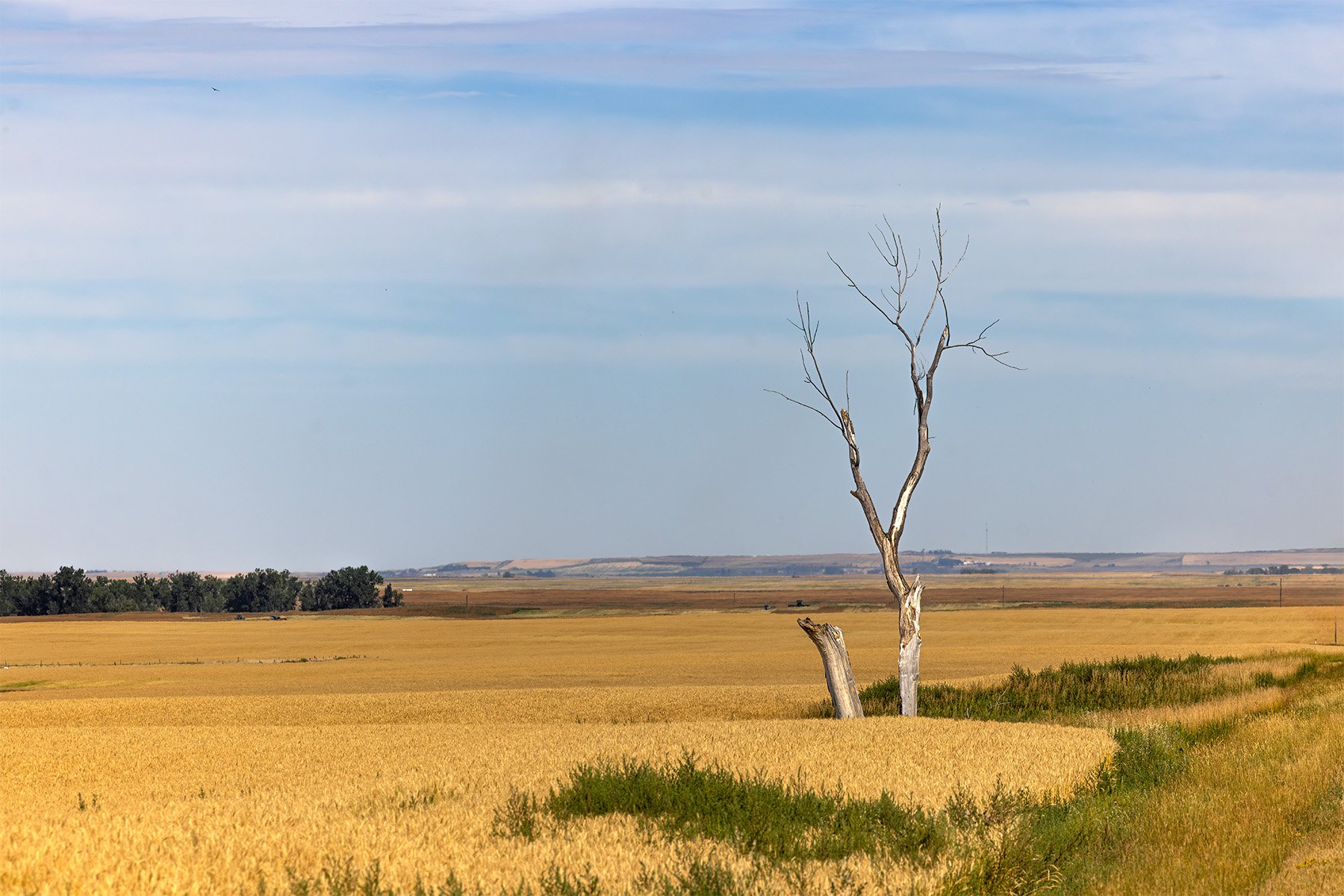 Barren tree standing in a vast wheat field under a blue sky, with distant trees and hills in the background.