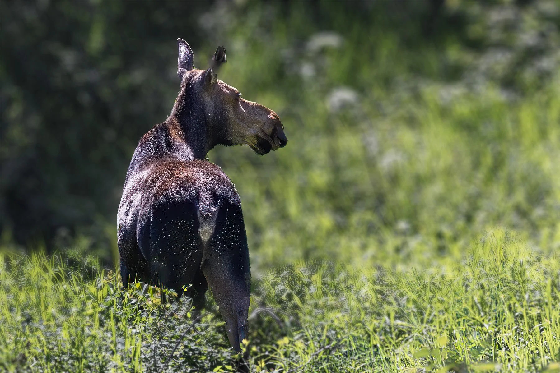 Moose standing in lush green grass with a forested background.