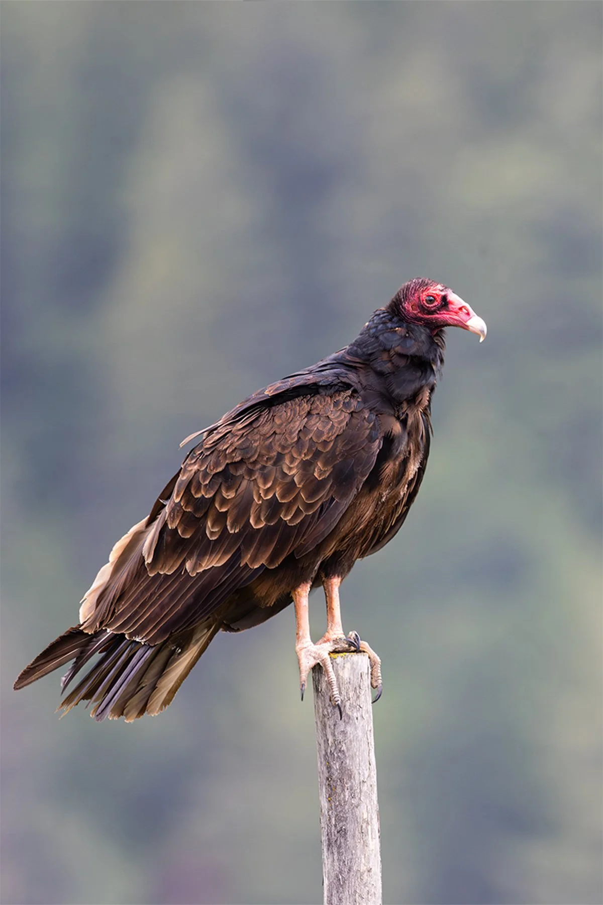 Turkey vulture perched on a wooden post against a blurred background.