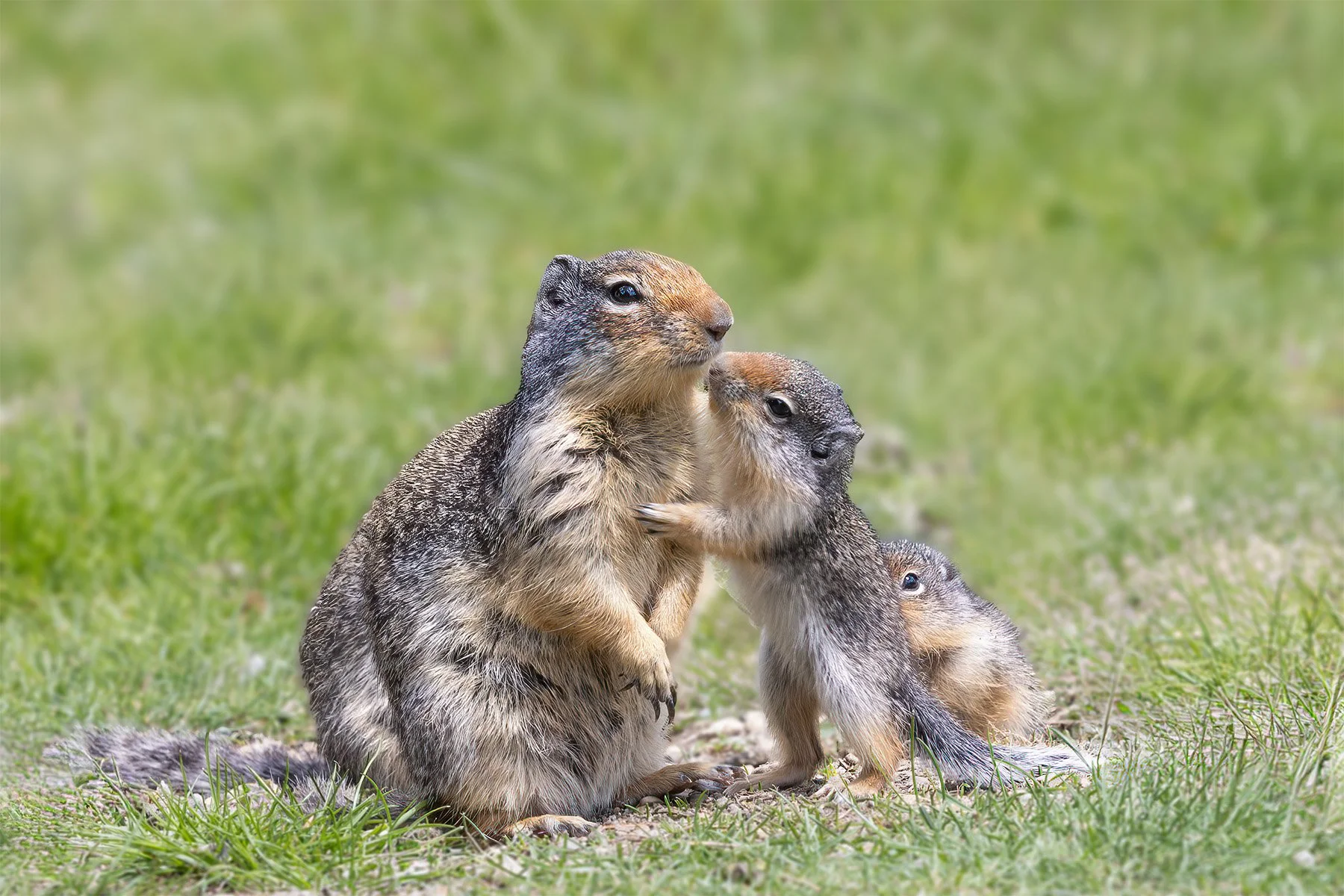 Three ground squirrels socializing on green grass.