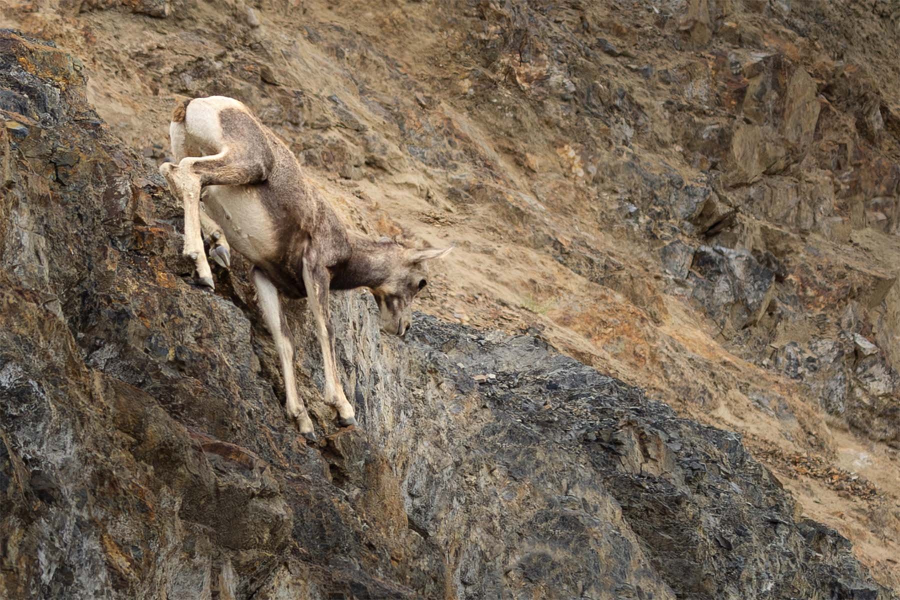 A mountain sheep climbing a steep, rocky cliffside.