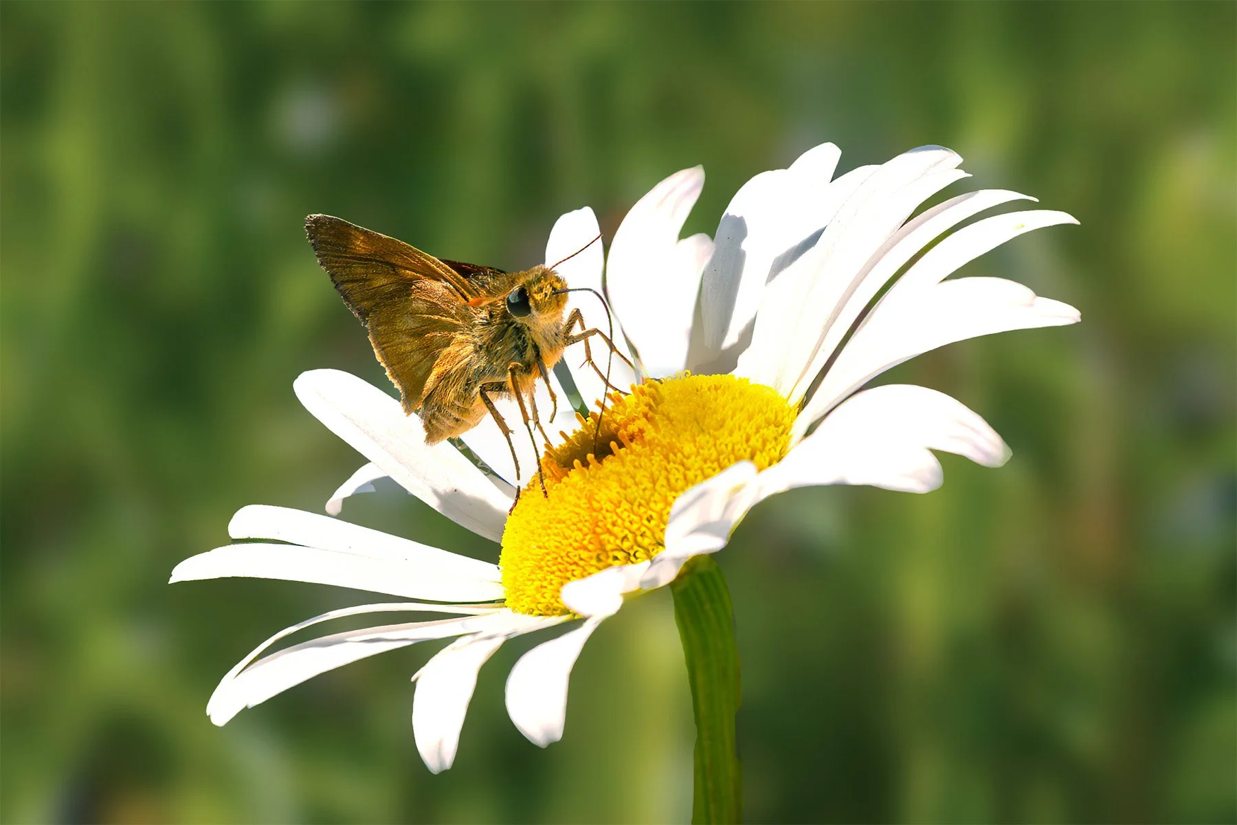 A skipper butterfly perched on a white daisy with a yellow center, against a blurred green background.