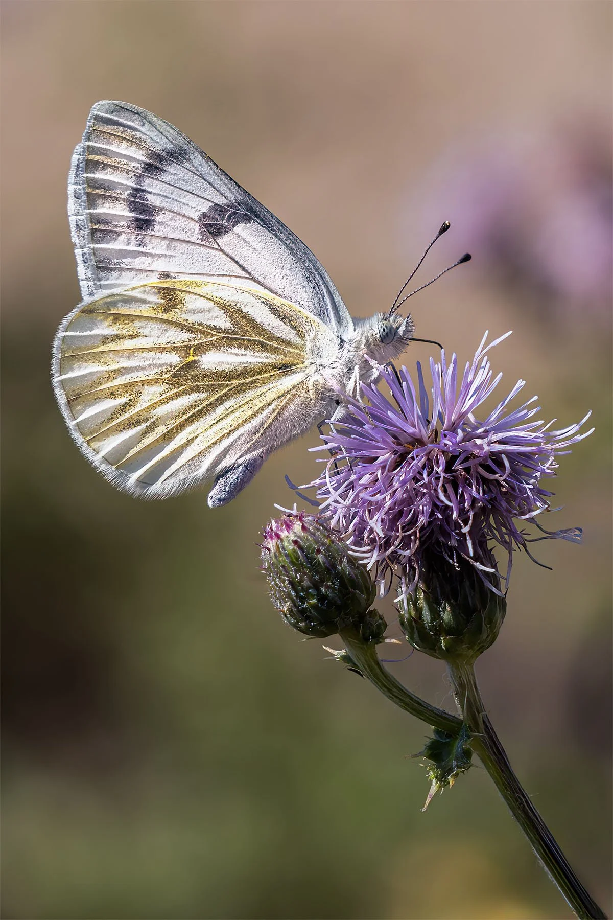 Close-up of a butterfly perched on a purple flower, sipping nectar, with a blurred background.