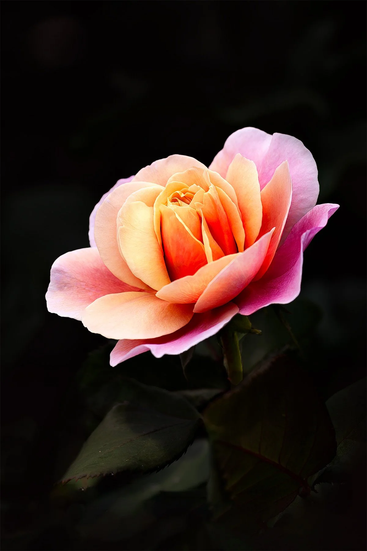 Close-up of a multi-colored rose with pink, yellow, and orange petals against a dark background.