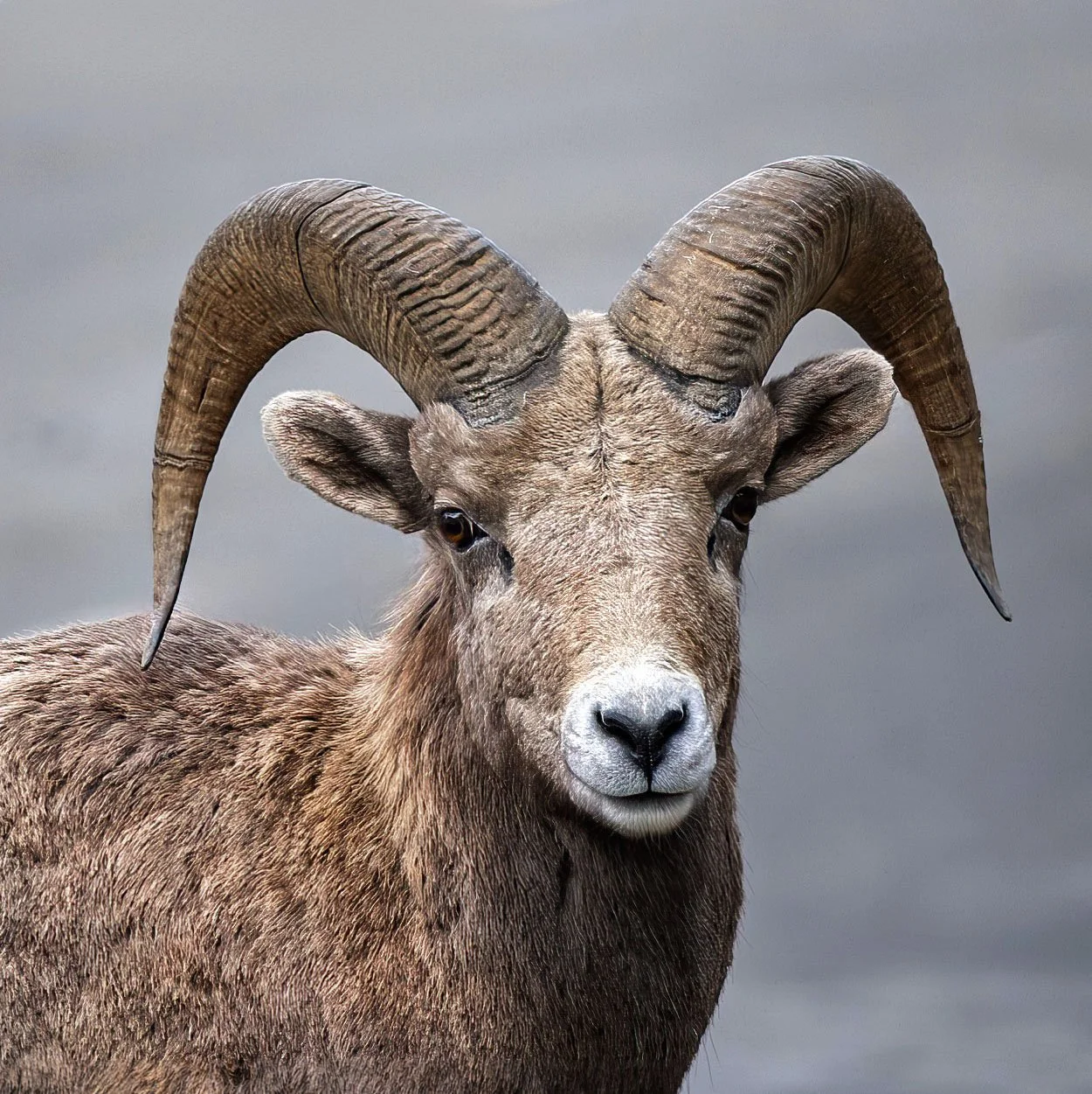 Close-up of a bighorn sheep with large curled horns and a brown coat, standing outdoors against a cloudy sky.