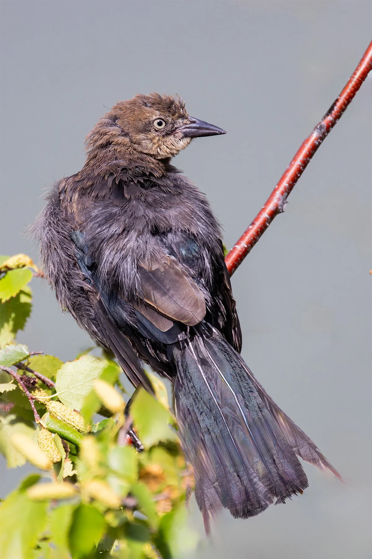 Young wet bird perched on a branch