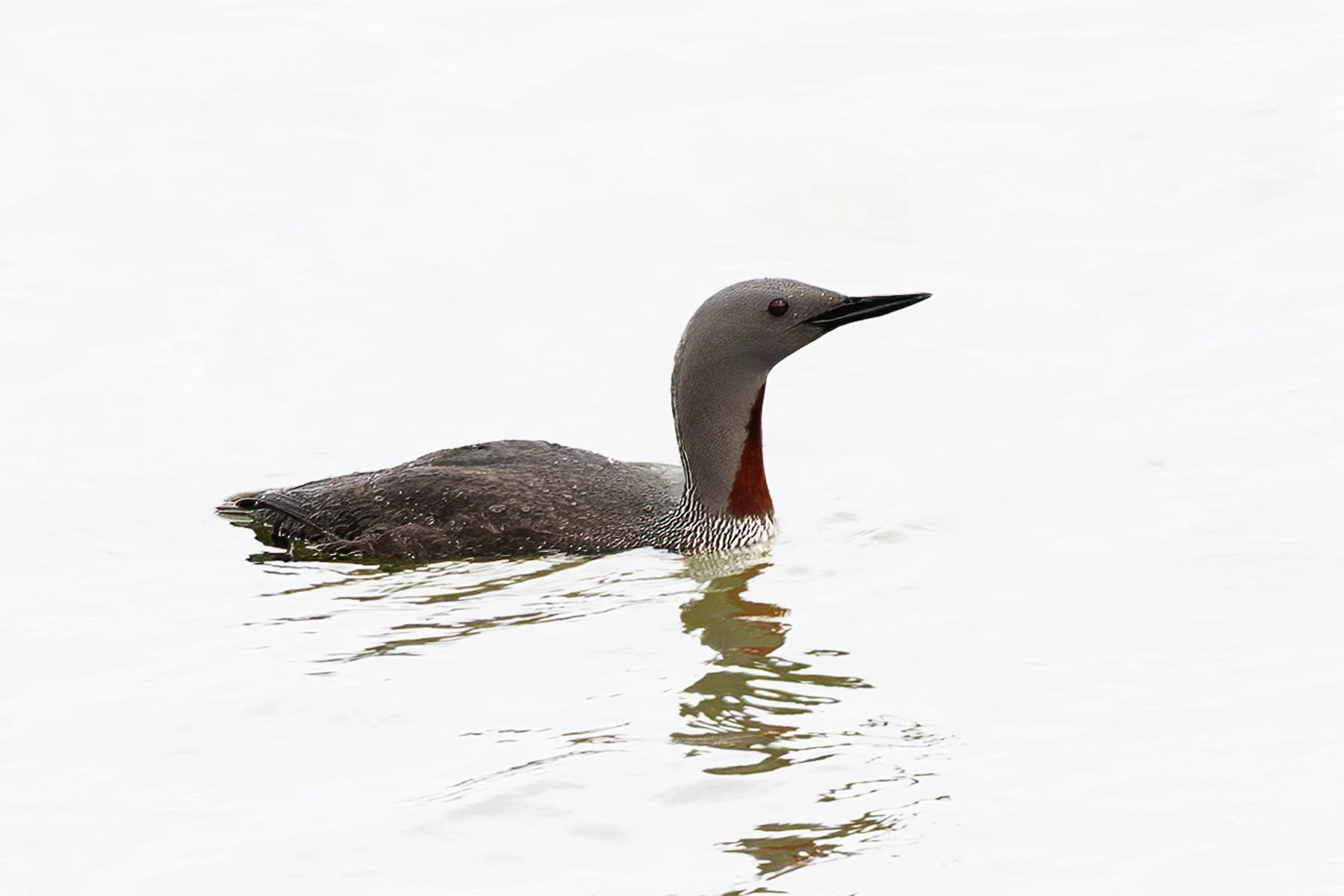 A Red Breasted Loon swimming on a calm body of water with a white background.