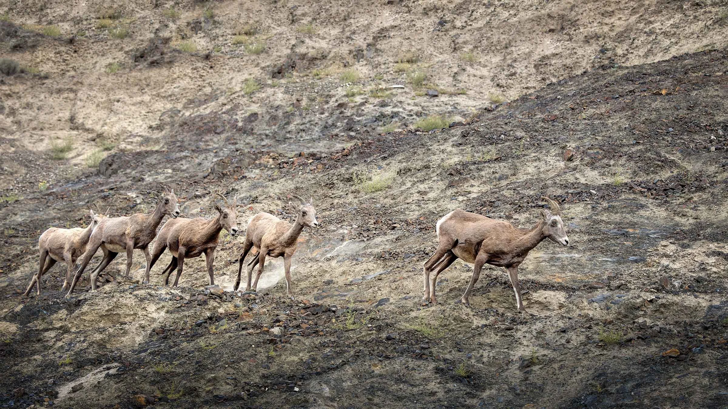 A group of five young mountain sheep walking on rocky, barren terrain in a line, with one goat leading ahead of the others.