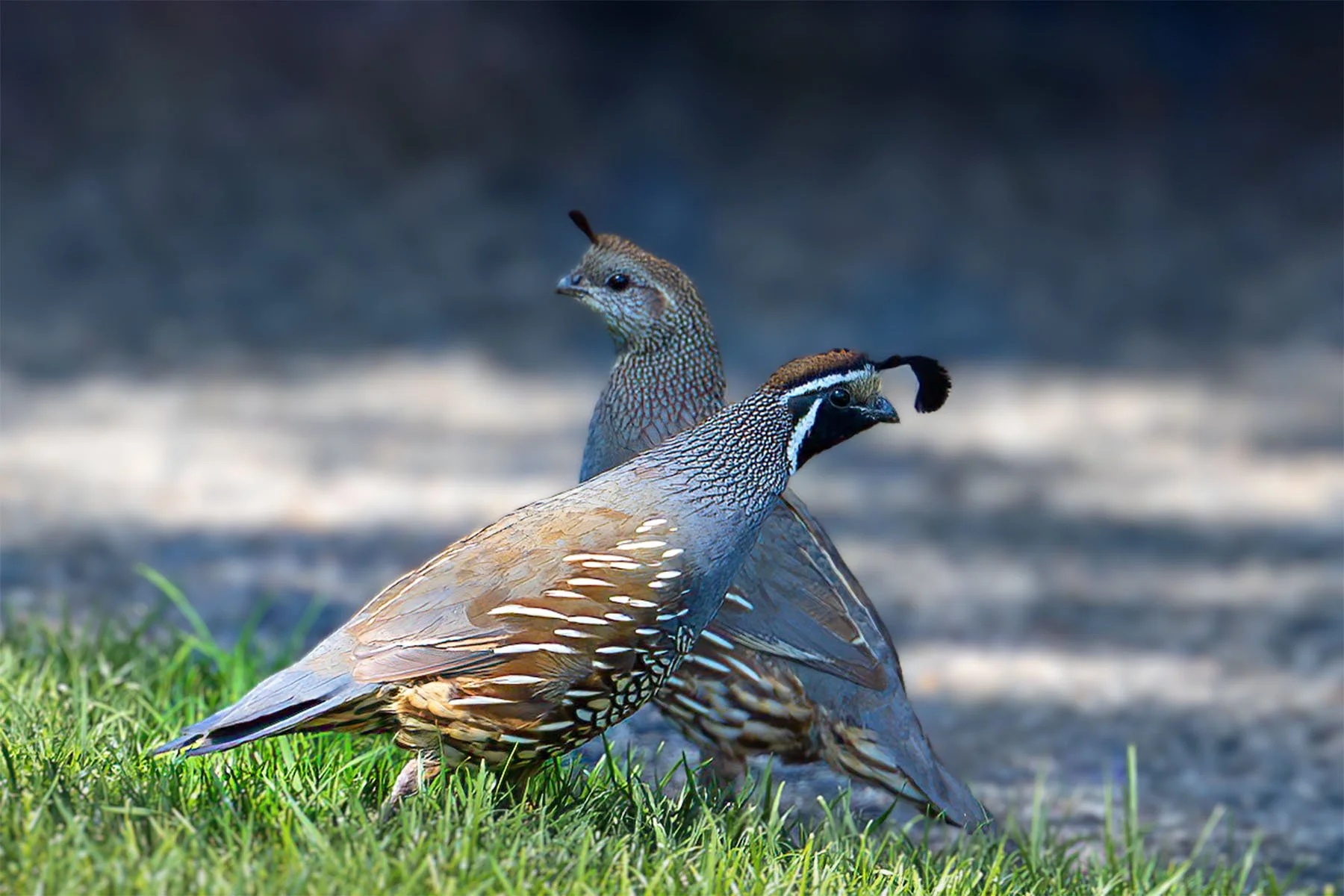 Two male quail standing on grass with a blurred background.