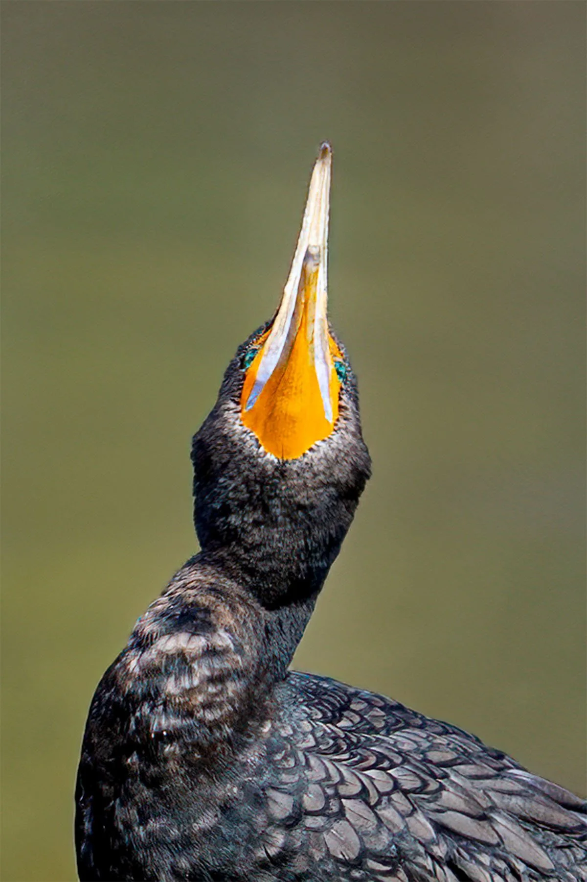 Close-up of a cormorant with its beak open, showing orange throat pouch and detailed black feathers.