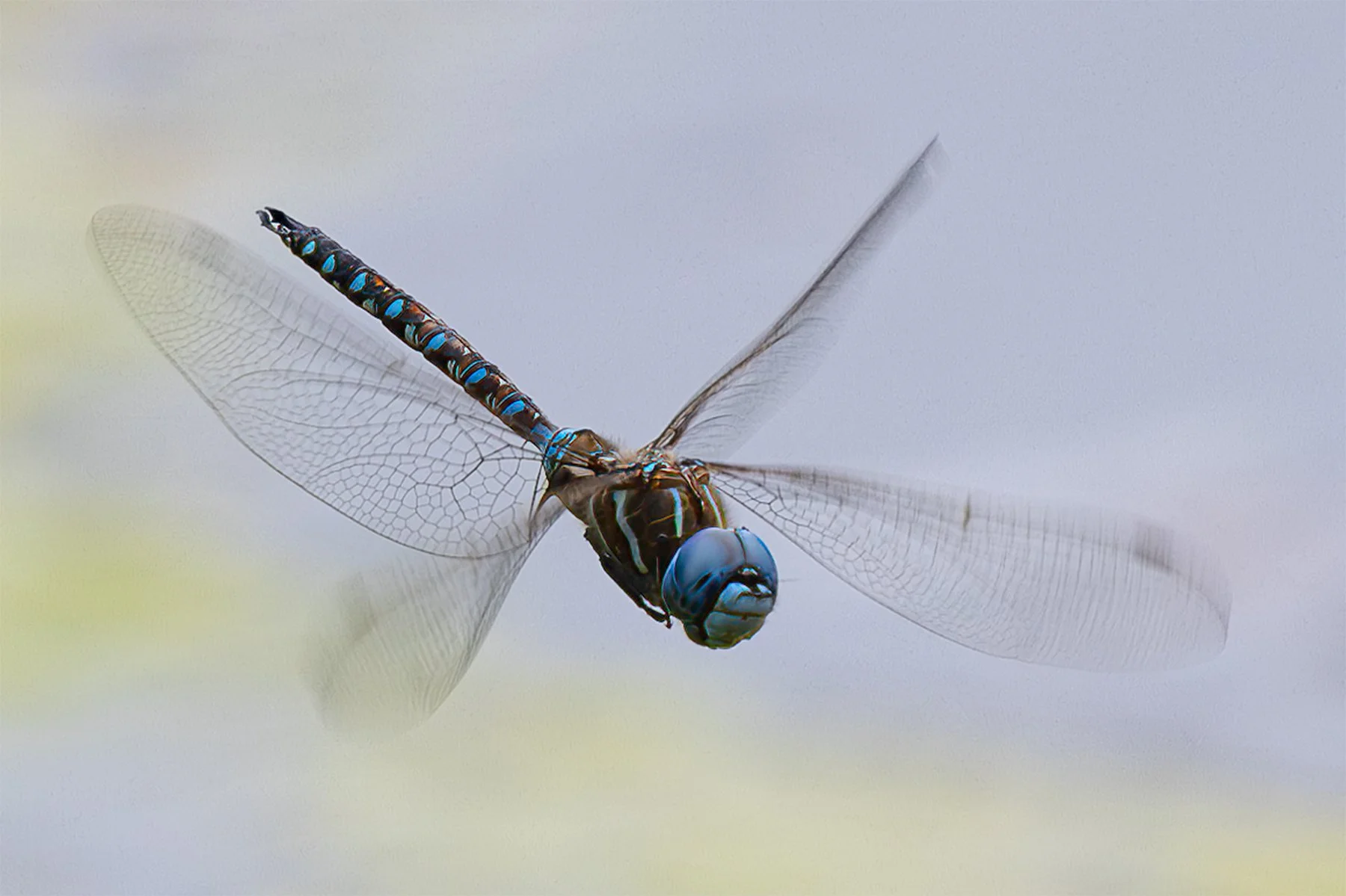 Close-up of a dragonfly in flight with transparent wings and a blue and green body.