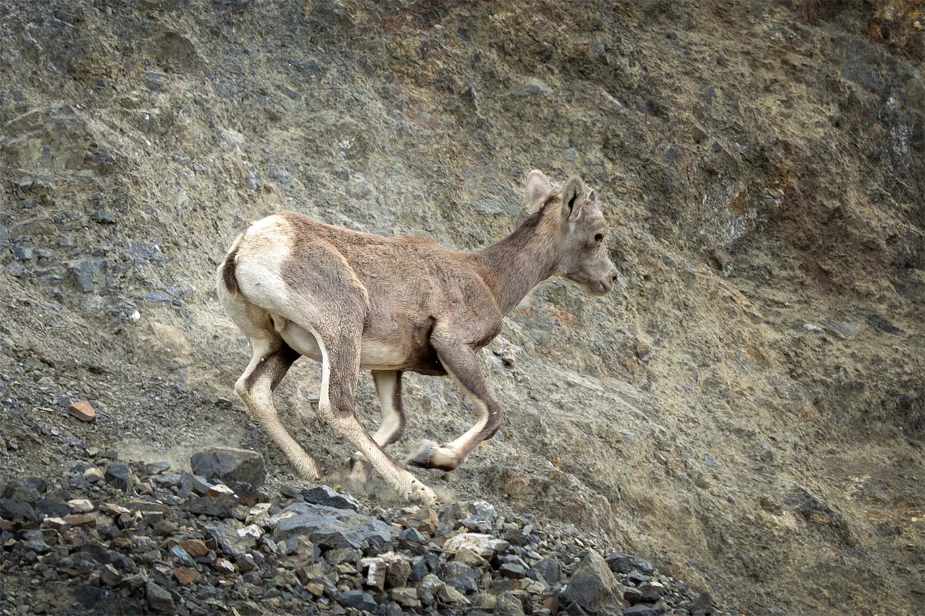 A young mountain sheep running on rocky terrain with a steep, rocky slope in the background.