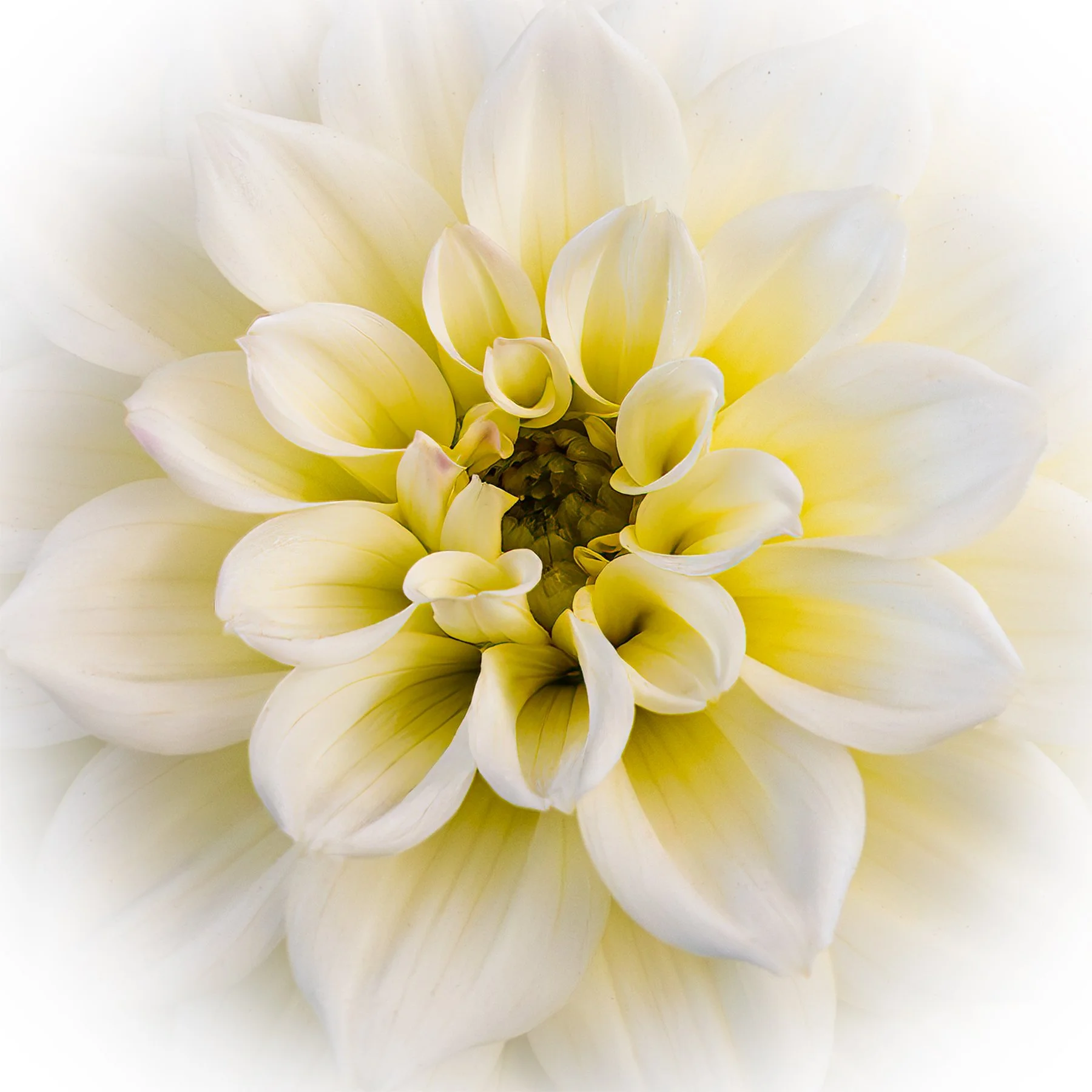 Close-up of a white and pale yellow dahlia flower with layered petals and a dark center.