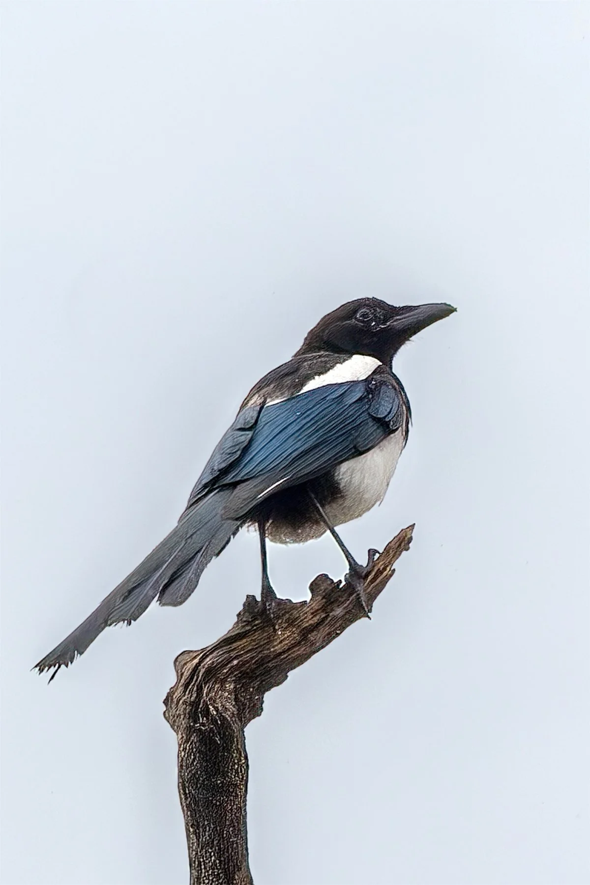A magpie perched on a branch against a light blue background.