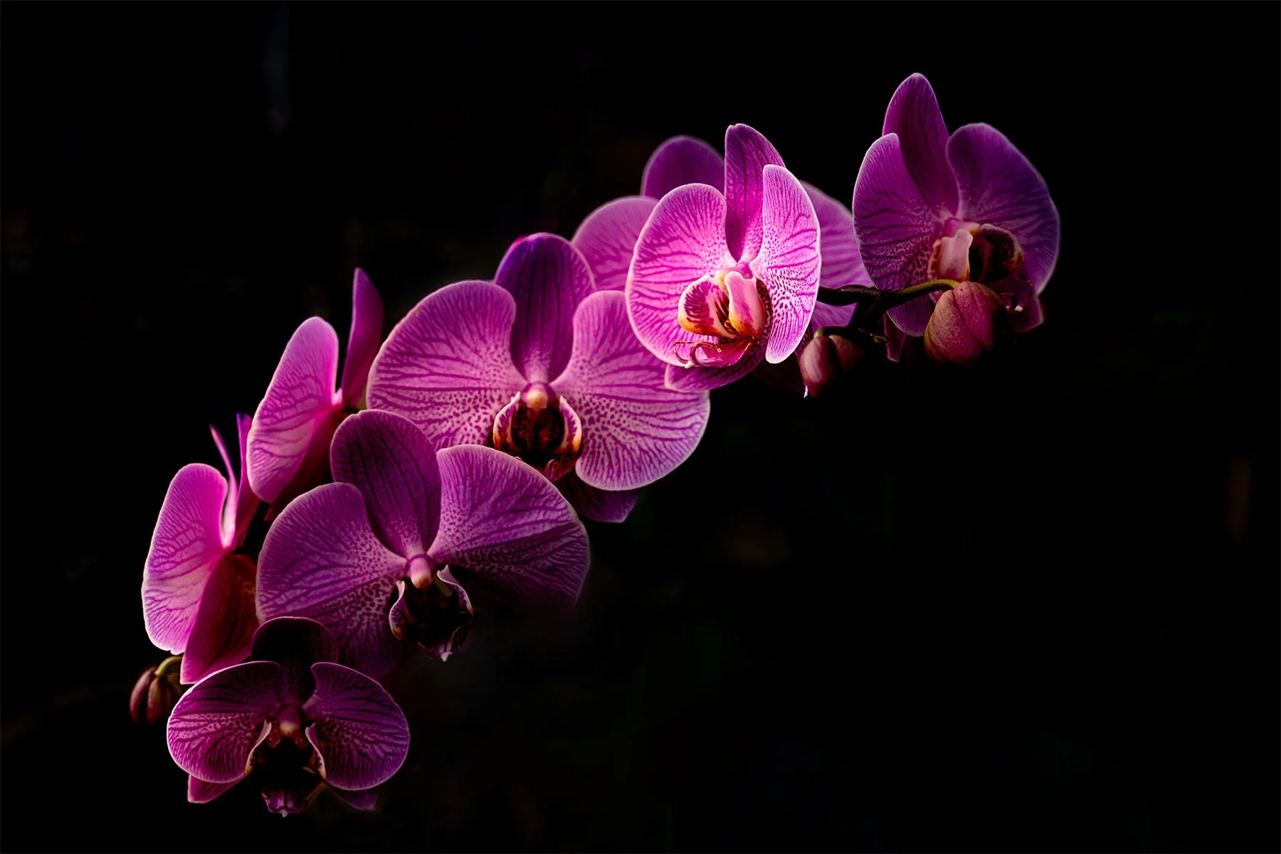 A close-up of a branch of pink and purple orchids with intricate patterns on their petals, set against a dark background.