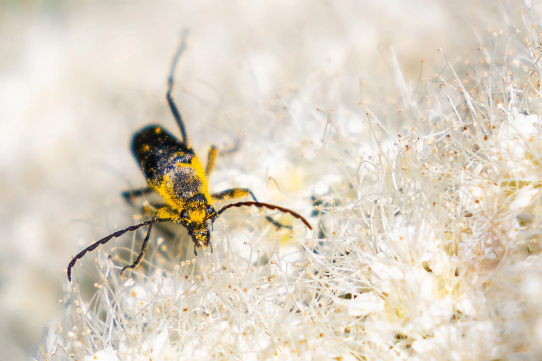 Close-up of a black and yellow beetle on a soft, fluffy white surface.