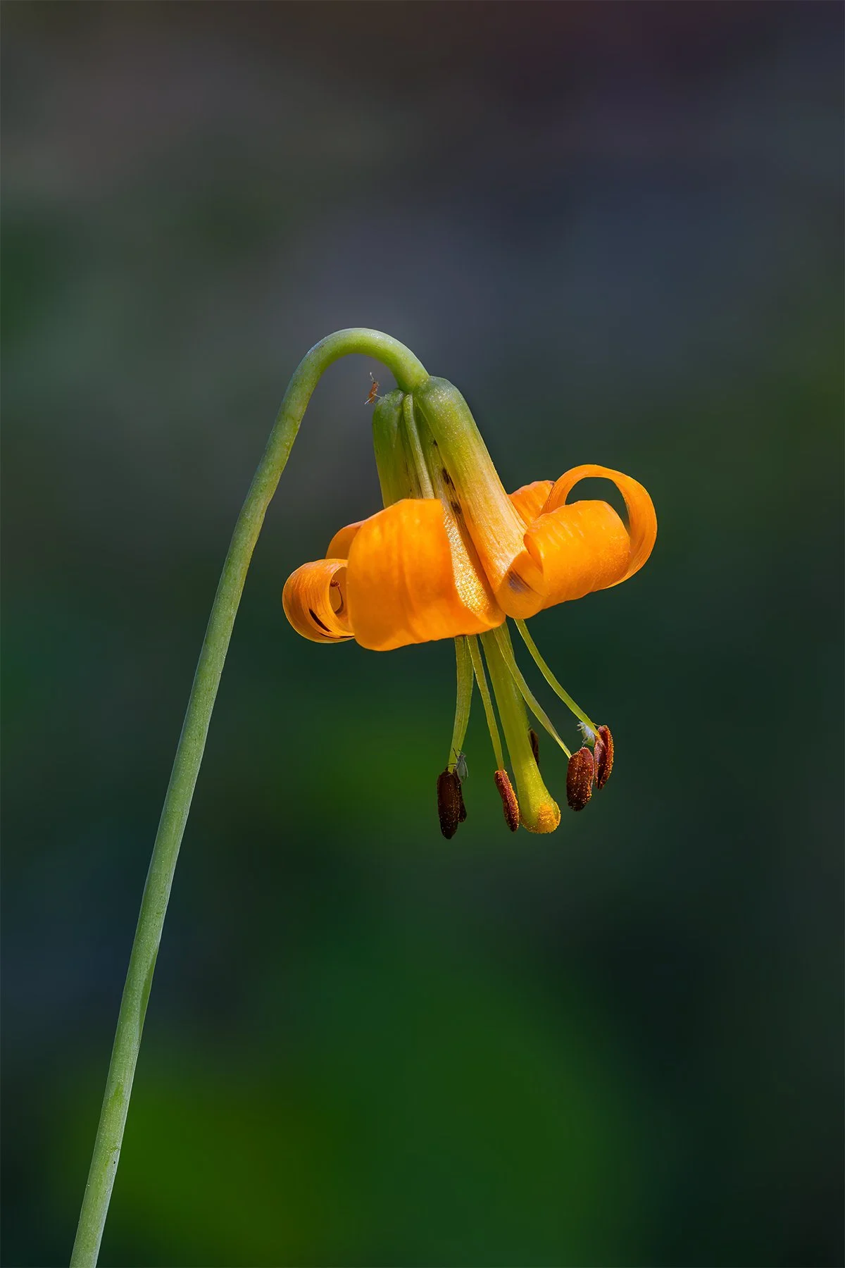 Orange Turk's cap lily with six petals and stamens in focus against blurred green background.